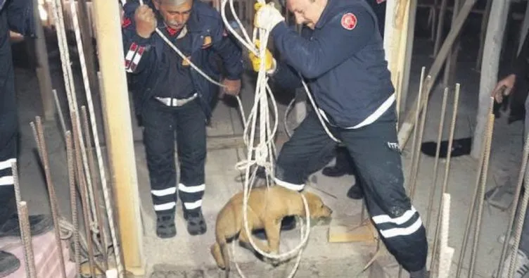 Minik köpek asansör boşluğundan kurtarıldı