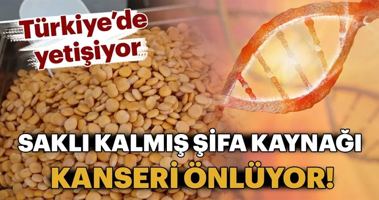 Türkiye’de yetişiyor...Saklı kalmış şifa kaynağı kanseri önlüyor!
