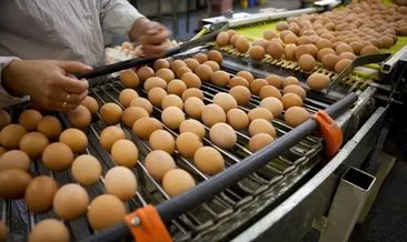 Yumurta ihracatı rekora koşuyor