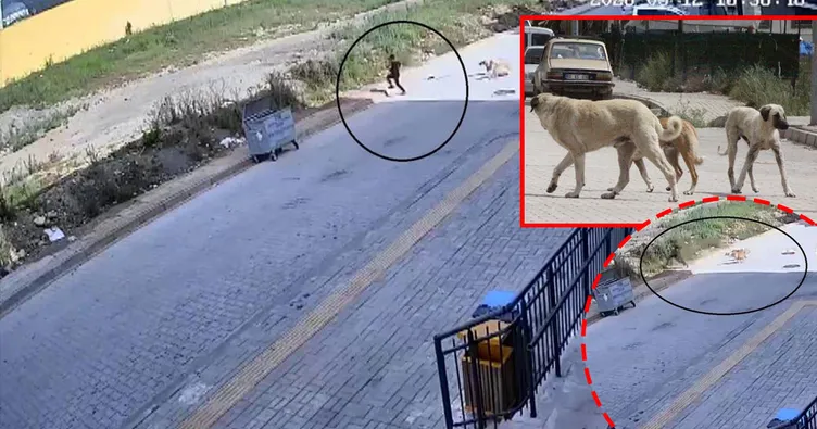 Hatay’da sokak köpeği dehşeti! Küçük çocuk canını zor kurtardı: O anlar kamerada