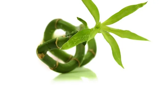 Bambu Çiçeği Nasıl Çoğaltılır? Dalından ve Kökünden Bambu Çiçeği Çoğaltma Ne Zaman ve Nasıl Yapılır?