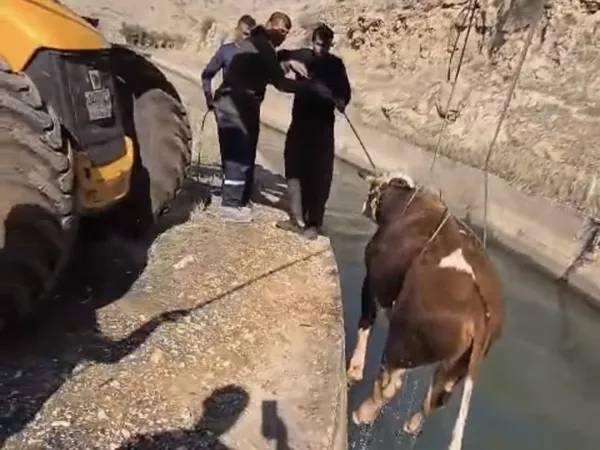nusaybinde-sulama-kanalina-dusen-inek-bogulmak-uzereyken-kurtarildi-1736769575372.jpg