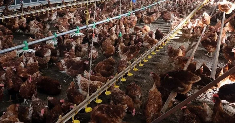 Yüzde 12’lik artış! Tavuk eti üretimi yıllık bazda yükseldi