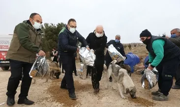Hatipoğlu hoca hayvanları besledi