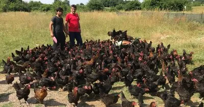 Kocaeli'de üreticiye yüzde 50 hibeli yumurta tavuğu desteği #kocaeli