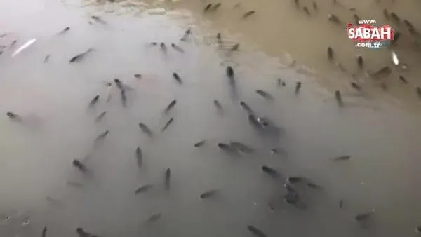 Baraj önünde sıkışan balıklar havasızlıktan telef oluyor