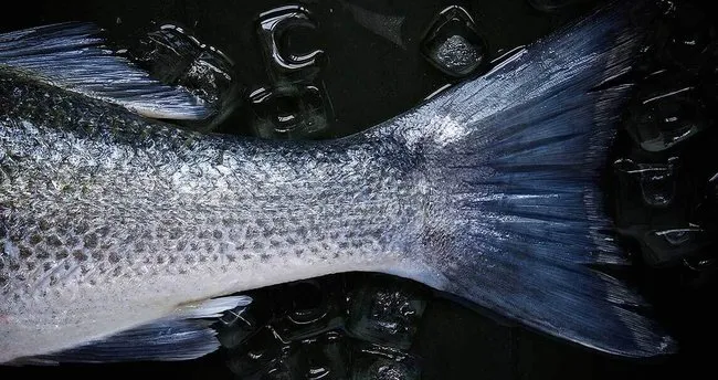 ruyada balik gormek ne anlama gelir ruyada kucuk ve buyuk balik gormek kopek baligi gormek ne demek ruya tabirleri haberleri