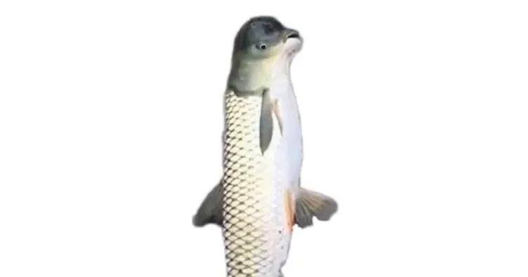 Güvercin başlı balık yakalandı