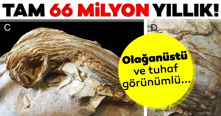 Tam 66 milyon yıllık! Olağanüstü ve tuhaf görünümlü...