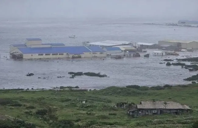 Dünya bu görüntüleri konuşuyor! Japonya’da acil koduyla tahliye emri! Balinalar karaya vurdu