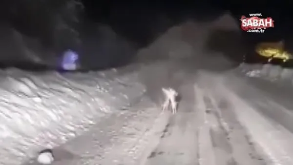 Karla kaplı yolda tavşanların kavgası gülümsetti | Video