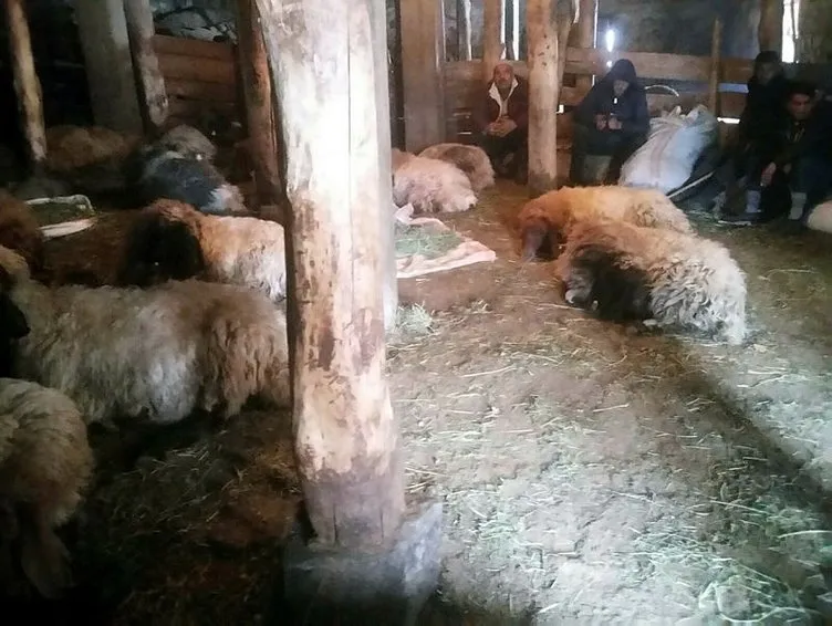 Bitlis’te 200 koyun samandan zehirlendi!