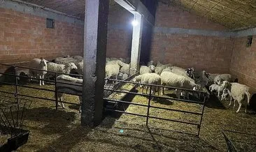 Afyonkarahisar’da çoban 70 hayvanı çaldı! Otelde dinlenirken yakalandı
