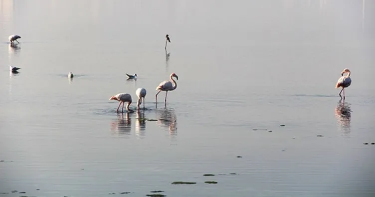Aralık ayında, İzmit Körfez’inde Flamingolar ile görsel şölen
