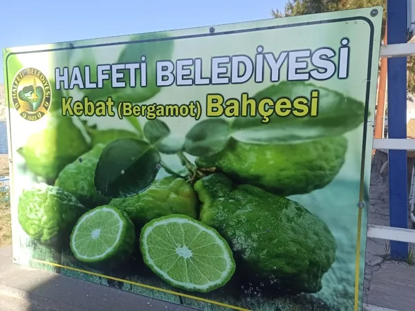 bergamot-meyvesi-sadece-halfetide-yetisiyor-1672823837623.jpg