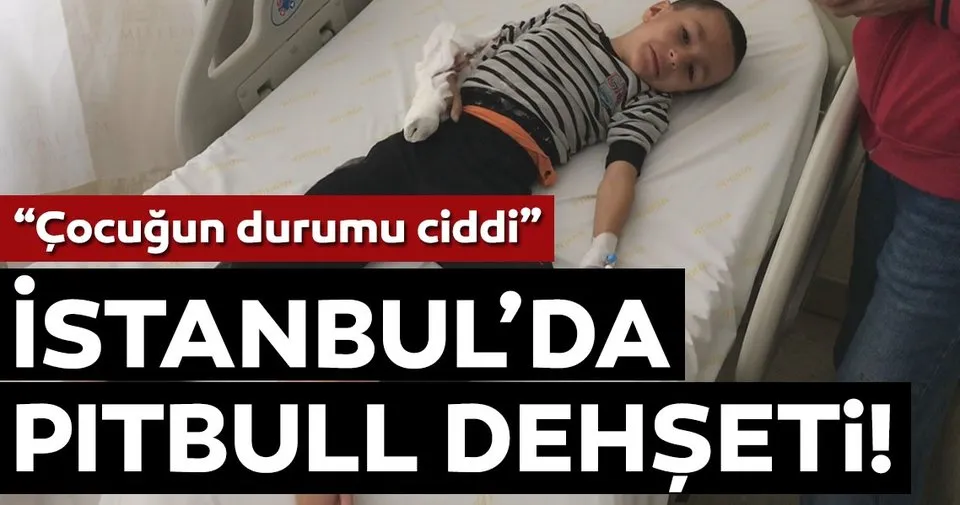 kucukcekmece de pitbull dehseti son
