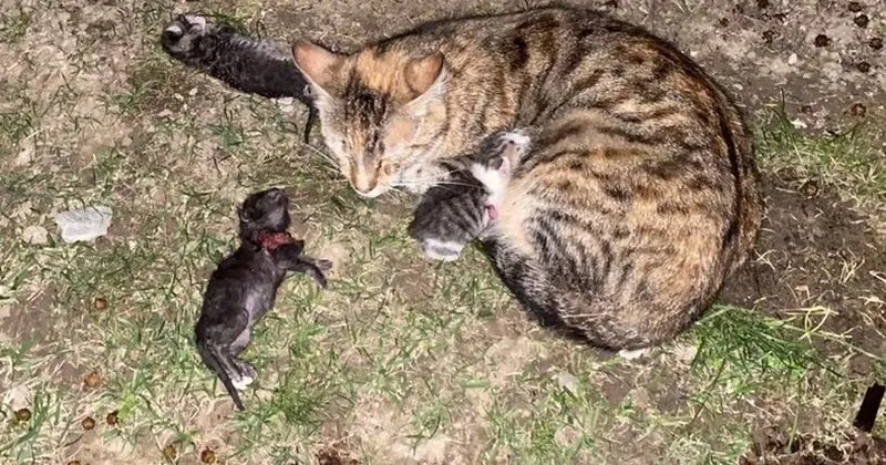 https stackoverow com photos kedi film istanbul izle