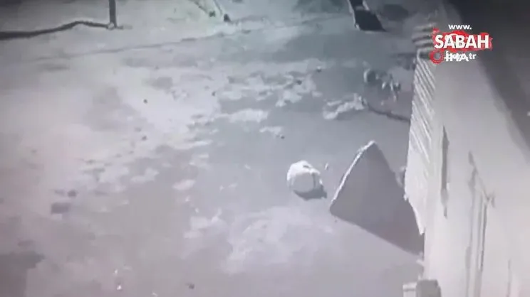 Kars’ta aç kalan kurt, köpeği sürükleyerek böyle götürdü