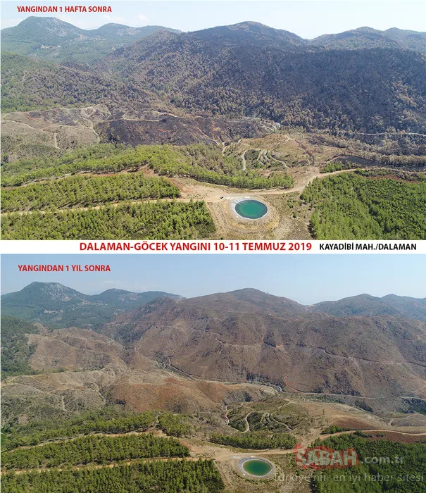 Muğla'da yanan alanlar tekrar yeşeriyor