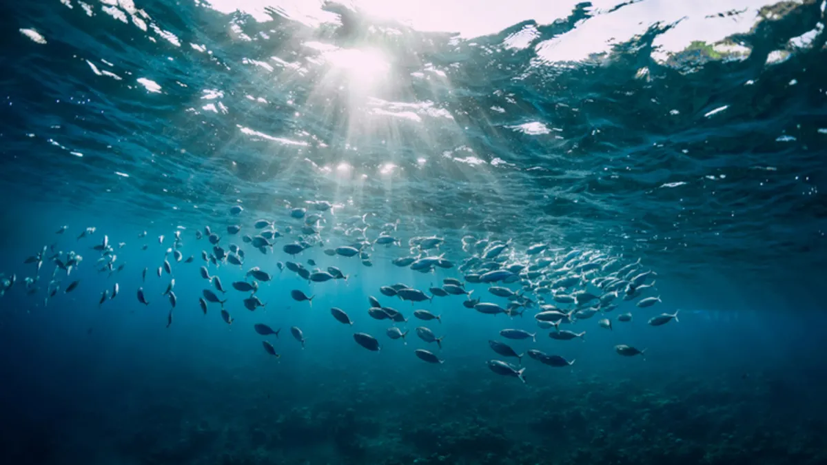 Okyanusların büyük sırrı! Deniz tabanının %99,999’u hala keşfedilmedi