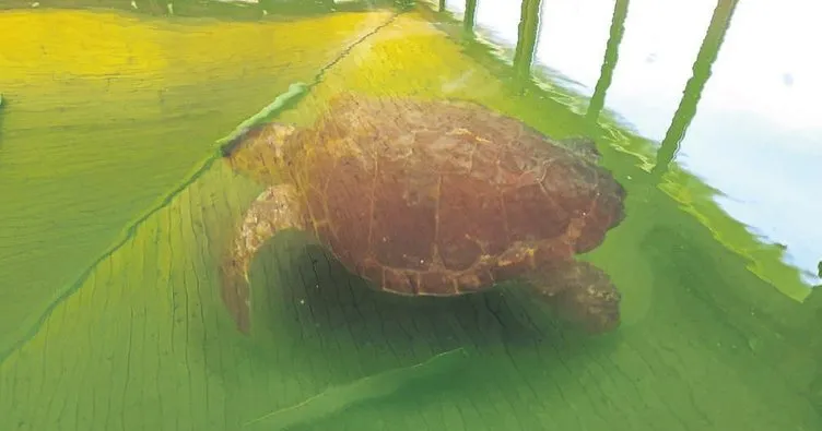 Deniz kaplumbağaları için göreve davet ediyoruz