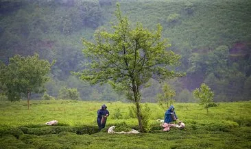 Rize’ye gelen çay üreticilerine Kovid-19 testi yapıldı