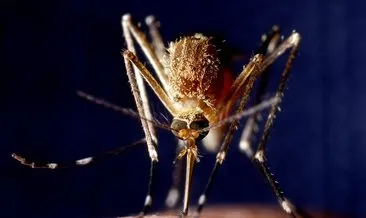 Hastaların %80’inde belirti vermiyor! Basit bir sivrisinek ısırığı sanmayın...