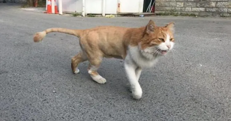 Oktar’ın ‘aslan’ kedisi sokakta kaldı