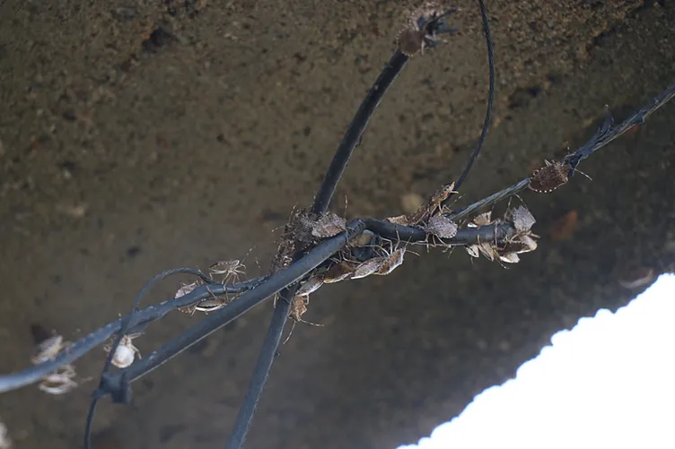 Kokarca böceği tarıma bela oldu: Karadeniz’de fındığı bitirdi!