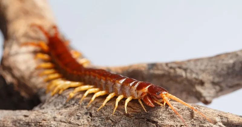 ciyan sokmasi tehlikeli mi oldurur mu ciyan sokmasi tedavisi ve ilk yardimi nasil yapilir saglik haberleri ciyan sokmasi tehlikeli mi oldurur mu ciyan sokmasi tedavisi ve ilk yardimi nasil yapilir saglik haberleri