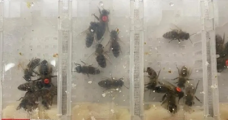 Sabiha Gökçen Havalimanı’ında ilginç görüntü: Bin 240 canlı arı ele geçirildi!