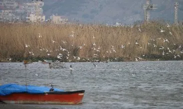Türkiye’nin en güneyindeki sulak alanda 291 kuş türü kayıt altına alındı