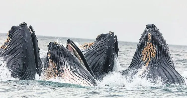 Kambur balinalar müzik dersinde