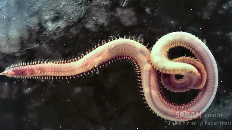 46 bin yıl sonra uykusundan uyandırdılar! Dünya bu görüntülere akıl sır erdiremedi…