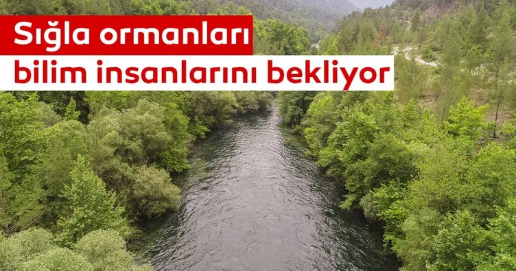 Sığla ormanları bilim insanlarını bekliyor