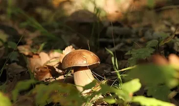 Karabük'te ormana mantar toplamaya gitmişti: Saatler sonra acı haber geldi #karabuk