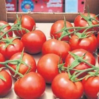 Domatesin fiyatı 1 liraya düştü