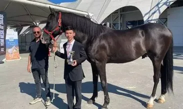 Atların güzellik yarışmasında bir Arap atı kalp krizi geçirerek öldü