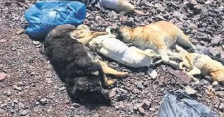 Ankara’da çuvallar içinde ölü köpekler bulundu