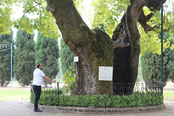 930-yillik-cinar-asirlara-meydan-okuyorpanayirlarin-ve-at-yarislarinin-merkeziydi-hatiralariyla-yasiyorkartepe-1756031546157.jpg