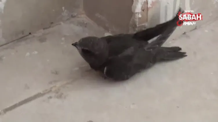 Hatay’da ebabil kuşu bulundu