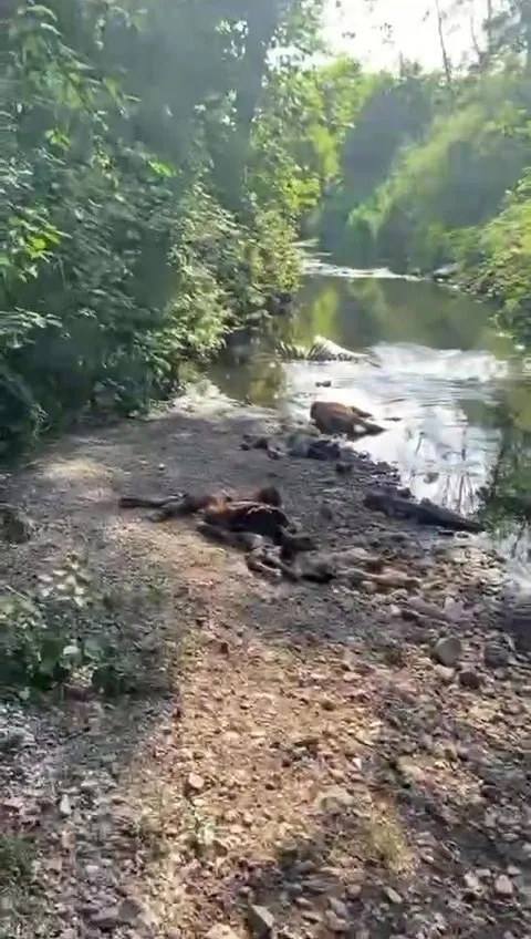 bu-hayvanlar-neden-oldu-dereyi-hayvan-mezarligina-cevirmisler-1718092263067.jpg