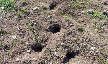Amasya’da tarlaları fareler bastı