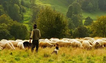 Danıştay’dan çobanlık dersi