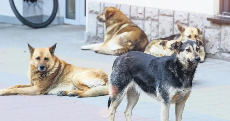 Türkiye’nin küresel imajına ‘başıboş köpek’ darbesi