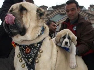 İşte muhteşem köpek ırkı: Aksaray Malaklısı