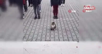 Bursa’da İstiklal Marşı okunurken hareketsiz bekleyen kedi kamerada | Video
