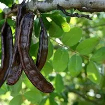 kestane balinin faydalari ve zararlari