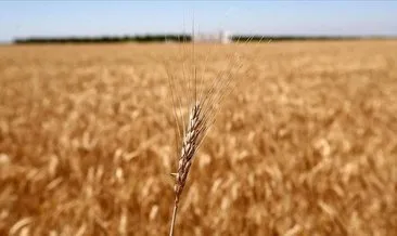 Kuraklık AB tahıl üretimini sert düşürdü