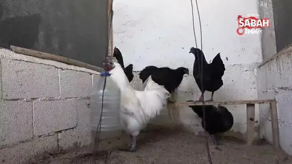 İç organları bile kömür karası olan 'Ayam Cemani' cinsi horoz ve tavuk görenleri şaşırtıyor | Video